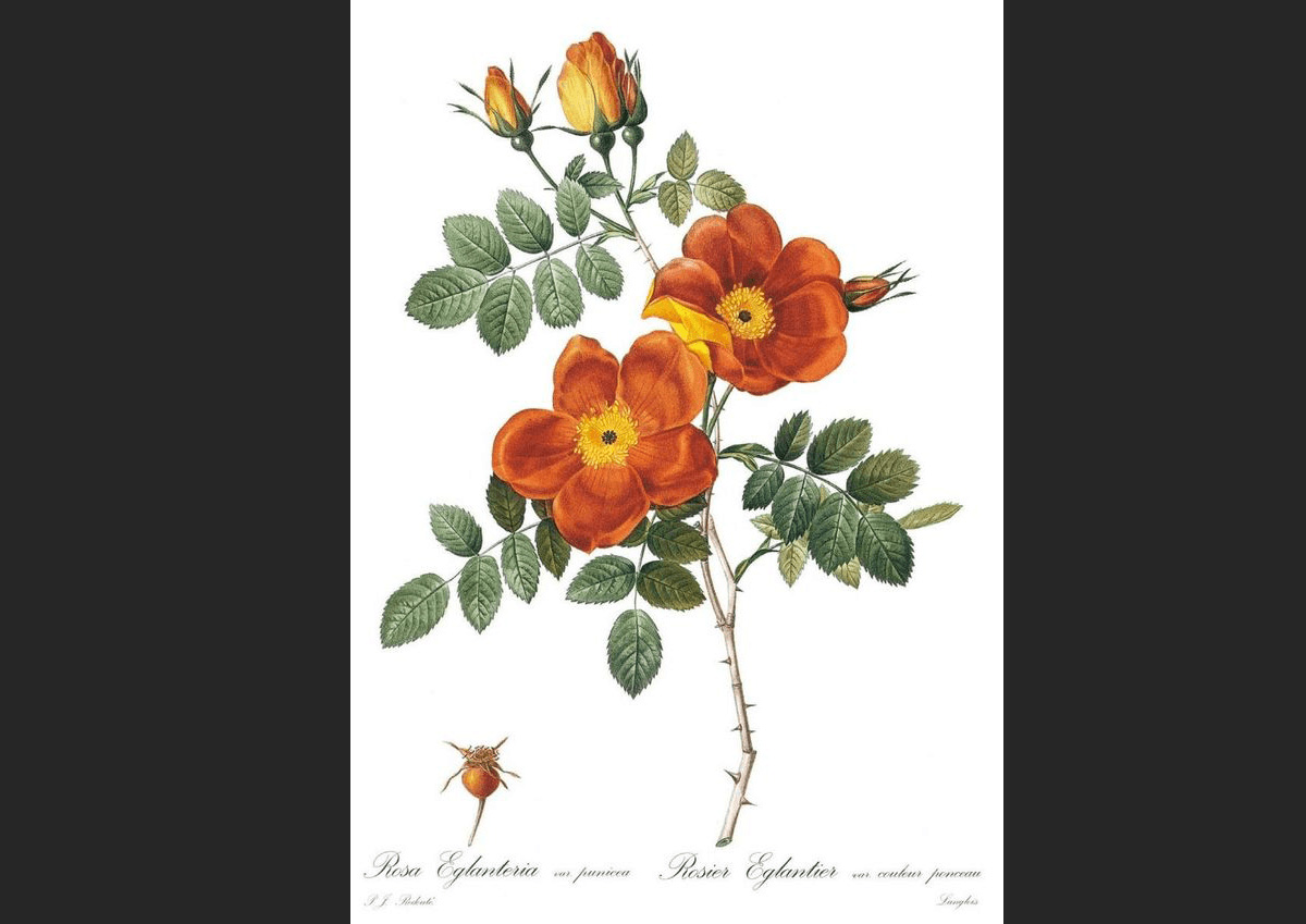 Graines Rosier des haies, Églantier, Rosa canina