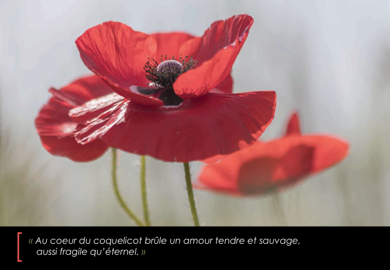 726. Dans le coeur du coquelicot